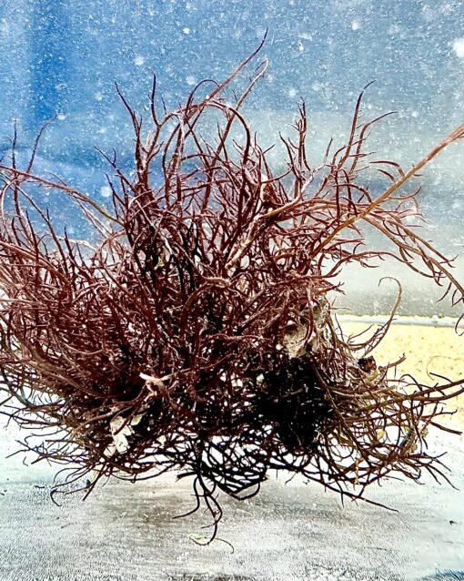 Braune fadenförmige Makroalge BrownWave (Ectocarpus sp.) im Meerwasseraquarium