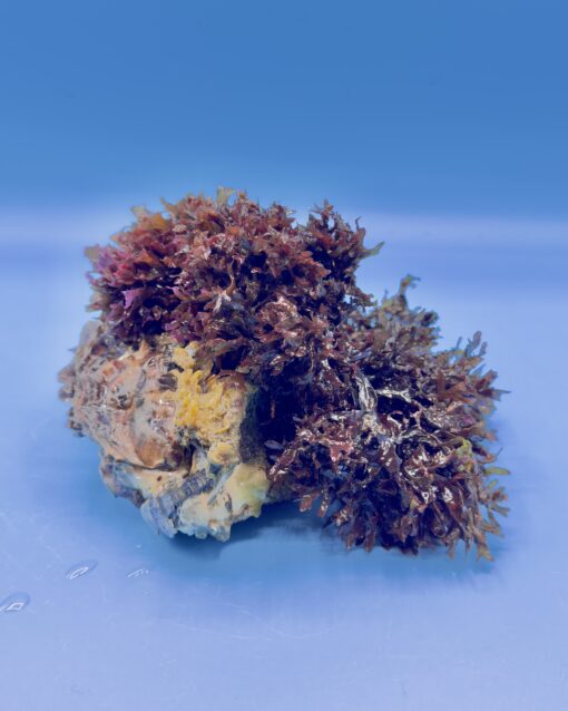 Gewellte rote Makroalge Rubywave (Halymenia sp.) im Meerwasseraquarium