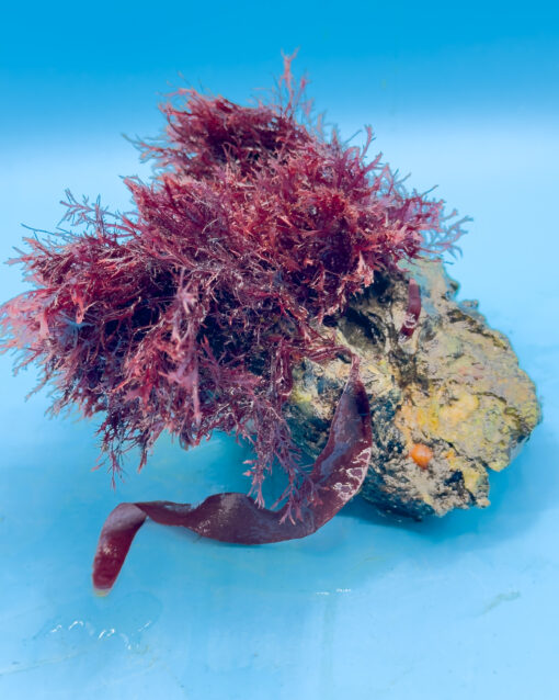 Rote Makroalge ReefVelvet (Gracilaria sp.) im Meerwasseraquarium