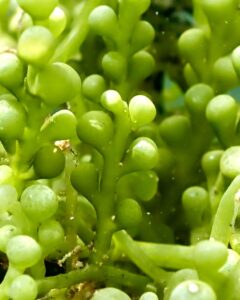 Caulerpa racemosa im Meerwasseraquarium: Wachstum kontrollieren